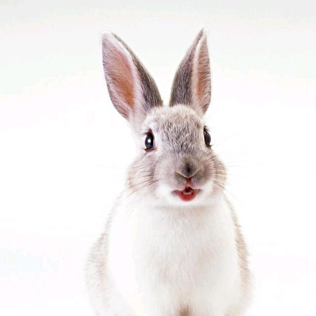 葫芦岛双麒养兔养殖户