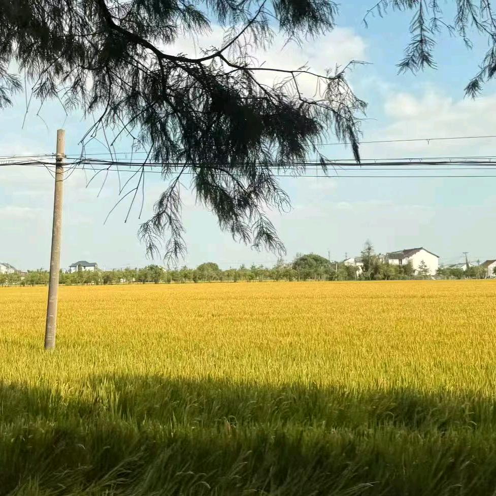 小七