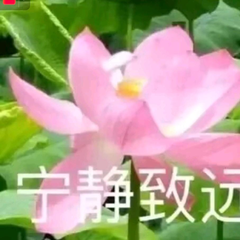 风兰