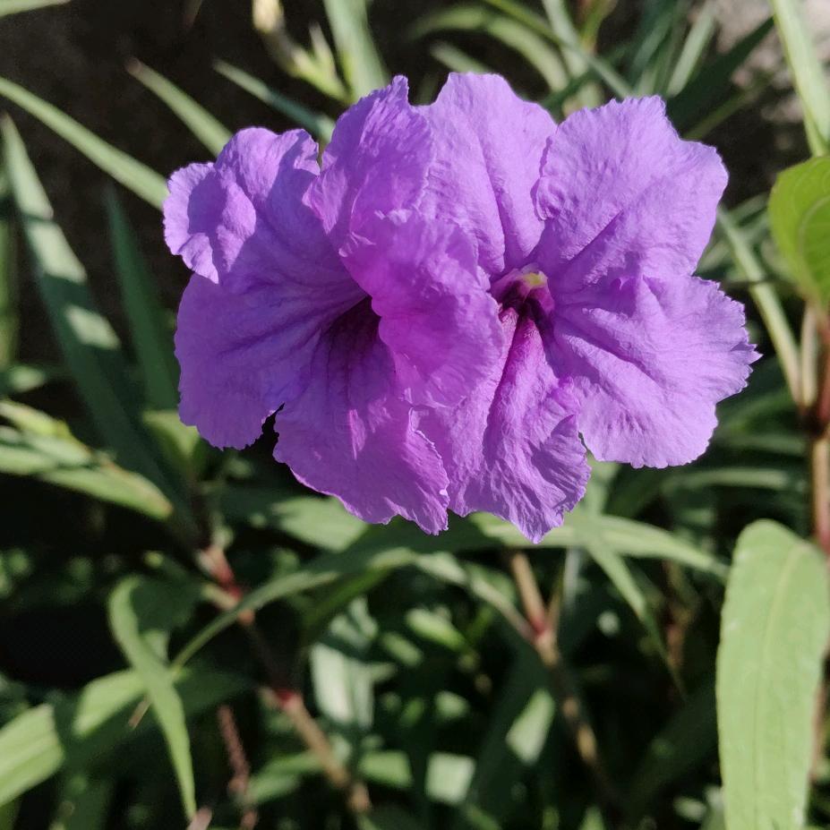 源铭慈🇨🇳自然农法