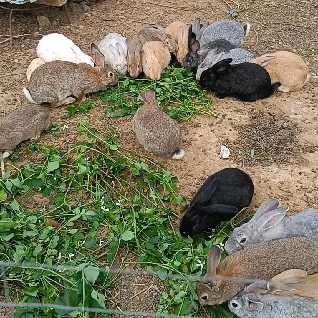 草原散养兔南部杨总《私》