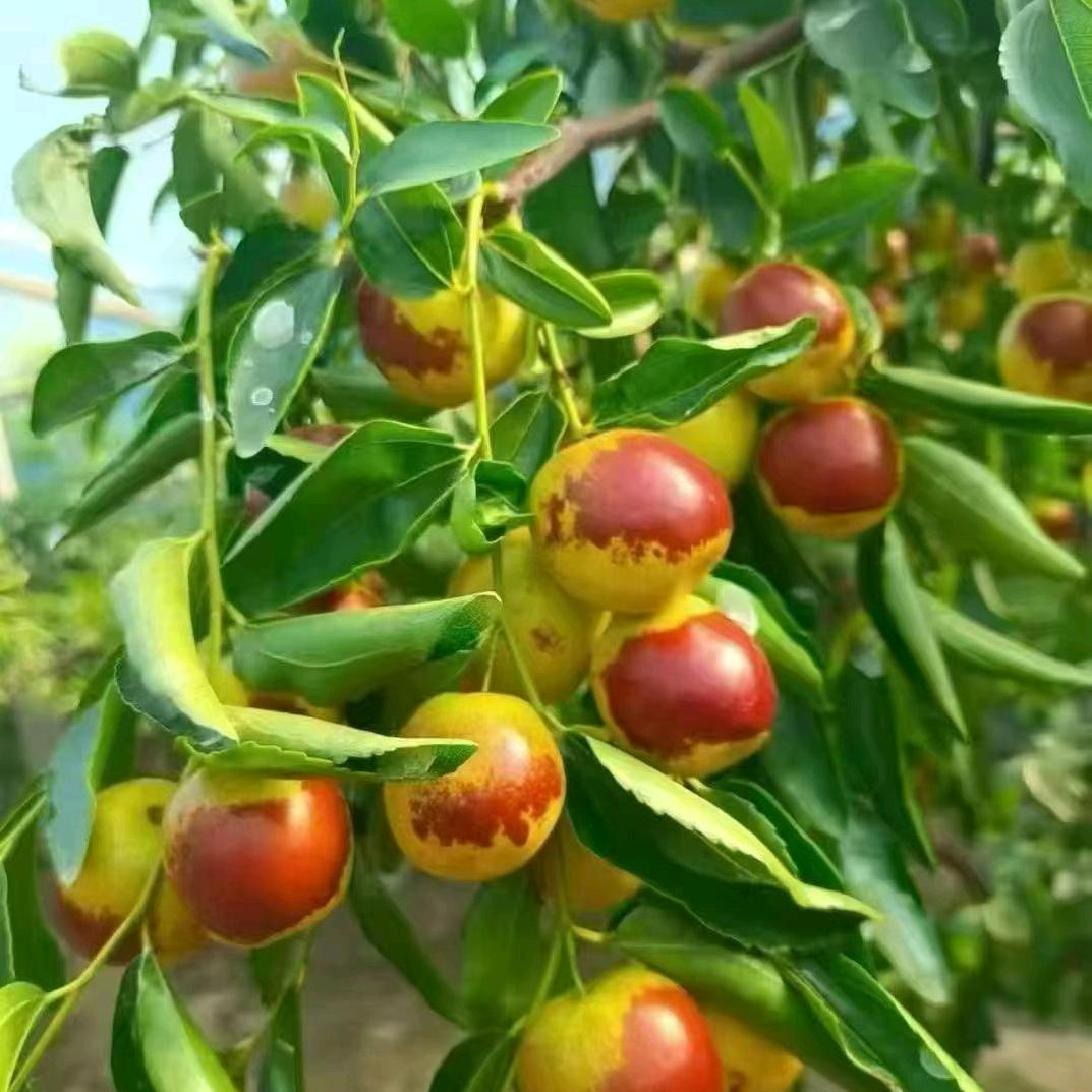 沾化二代冬枣树苗