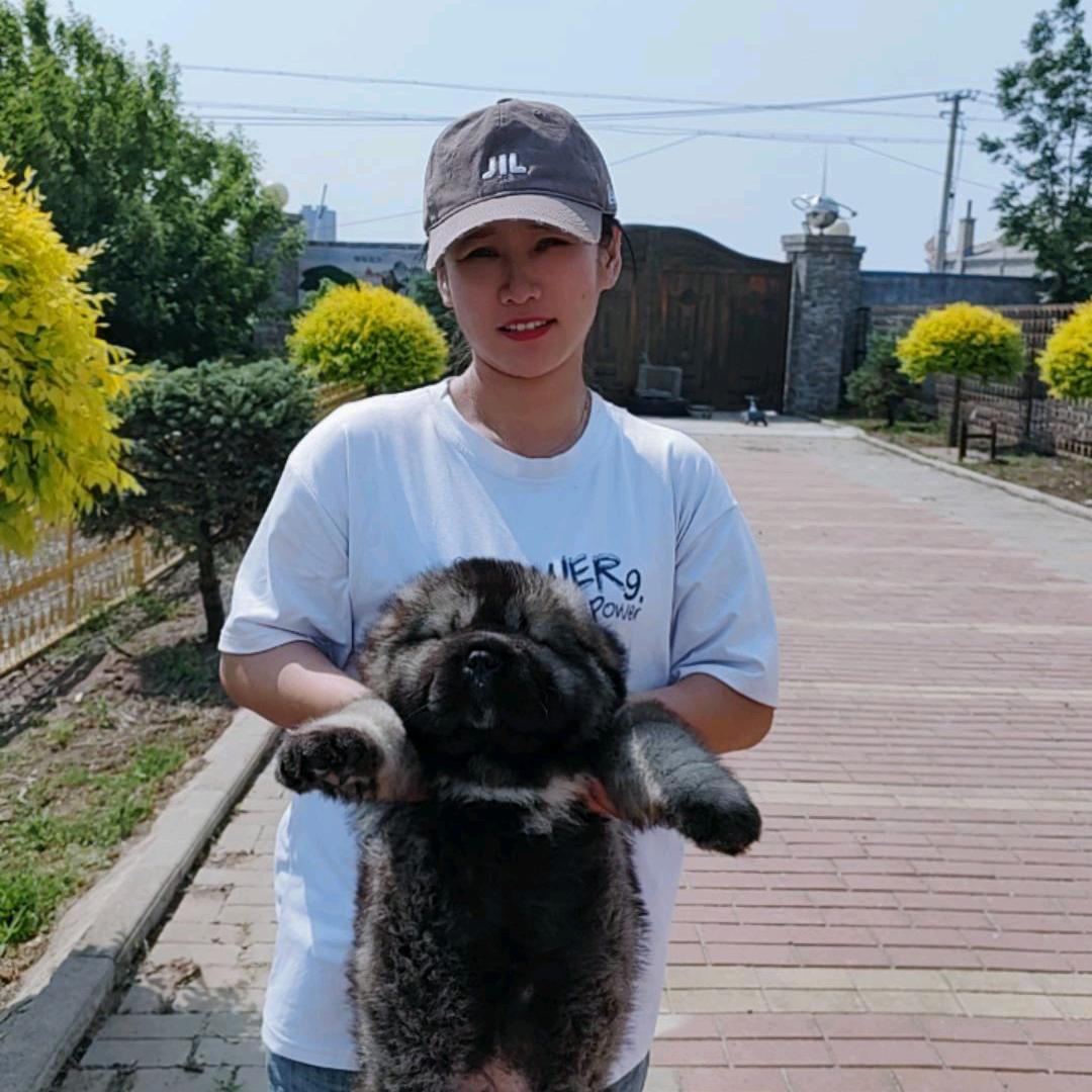 傻欢的高加索犬