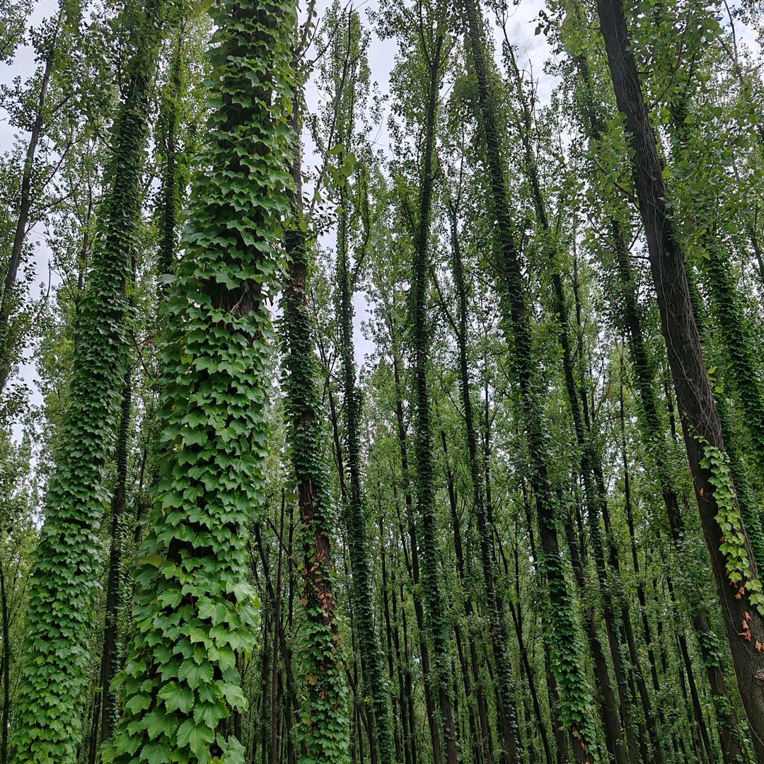 小葡萄慢点长大