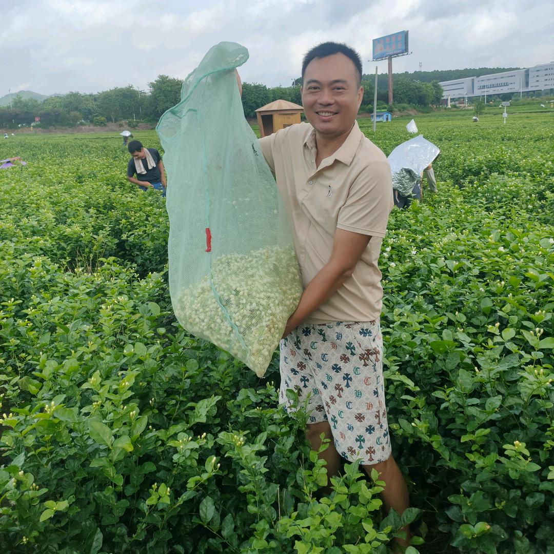 盛开花卉康龙哥