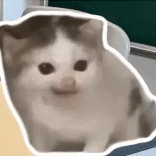 风土猫meme