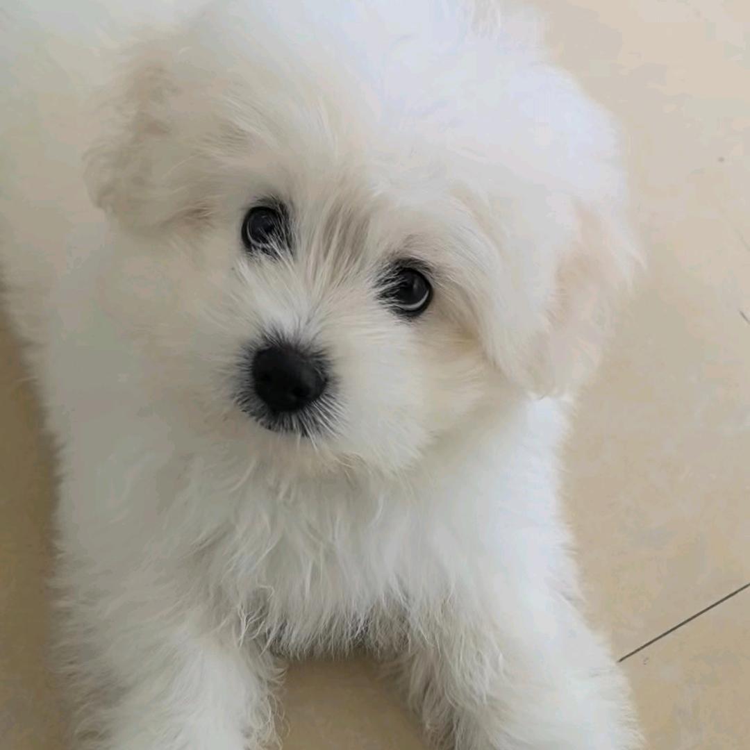 钱多与狗