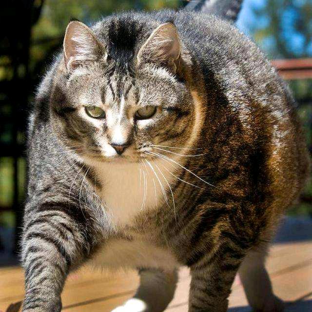 ـ动不动就胖了