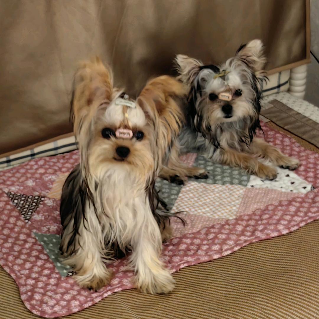 @嗨の憨二将约克夏