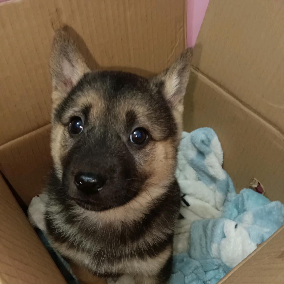 @粤北中华田园犬