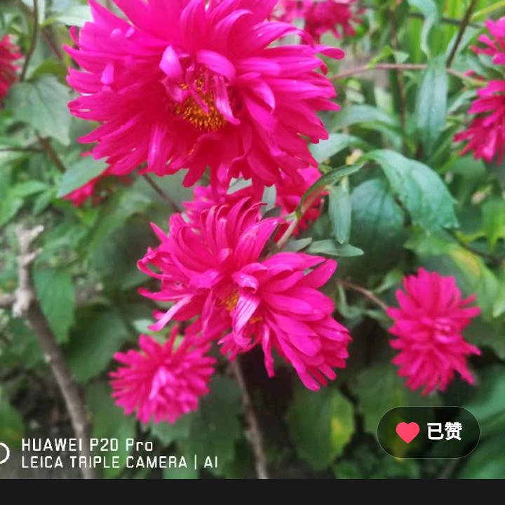 四会仔