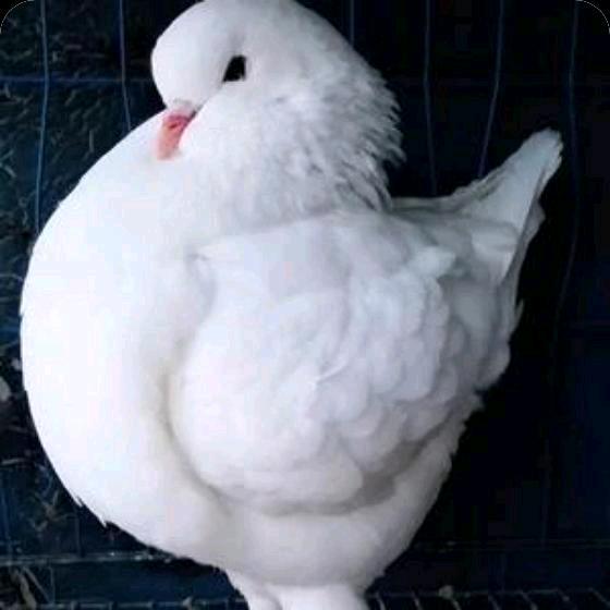 圆环鸽子❤️❤️