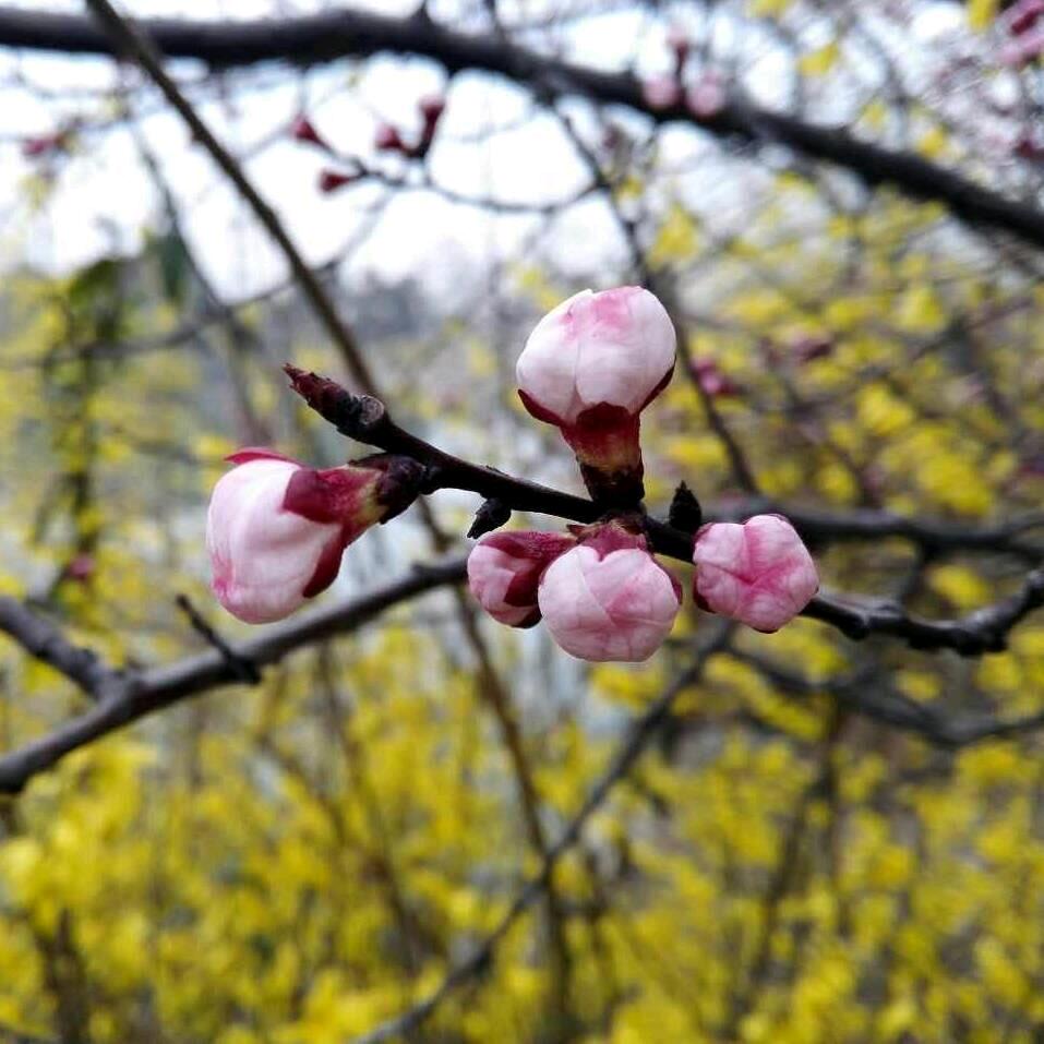 快乐养乐多(互关互赞)