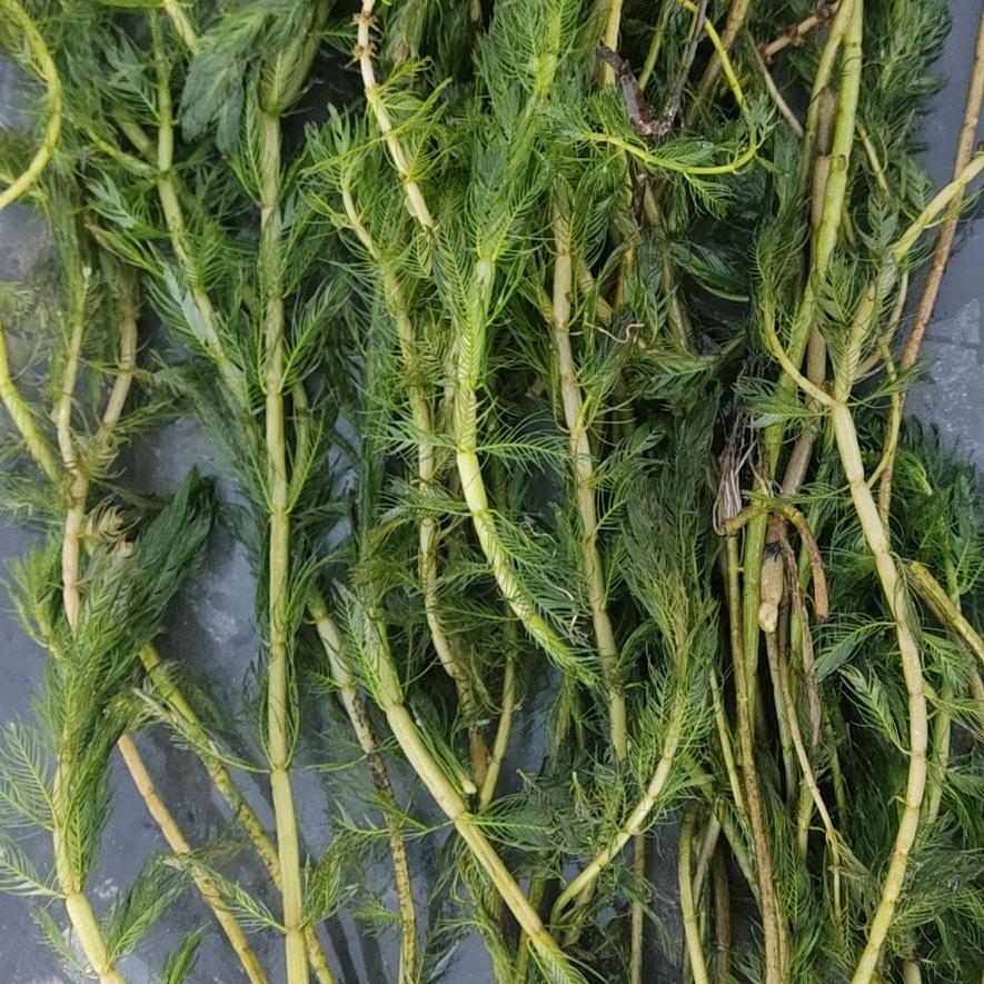 螃蟹苗养殖，，，供应水生植物