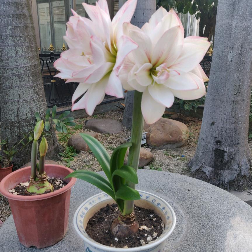 钱来钱来