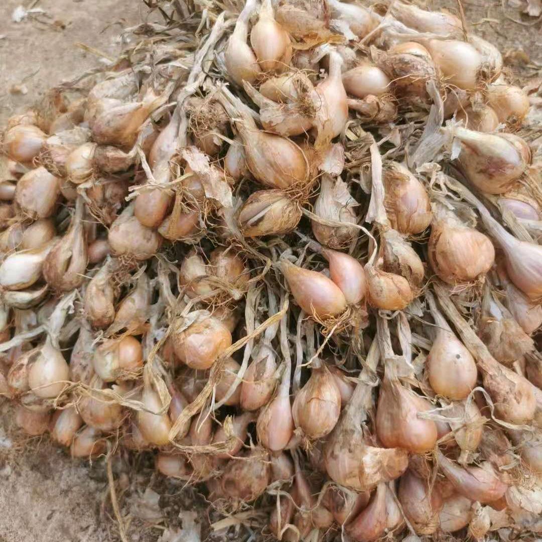 湛江徐闻代收，白铁杆葱种，水果玉米，