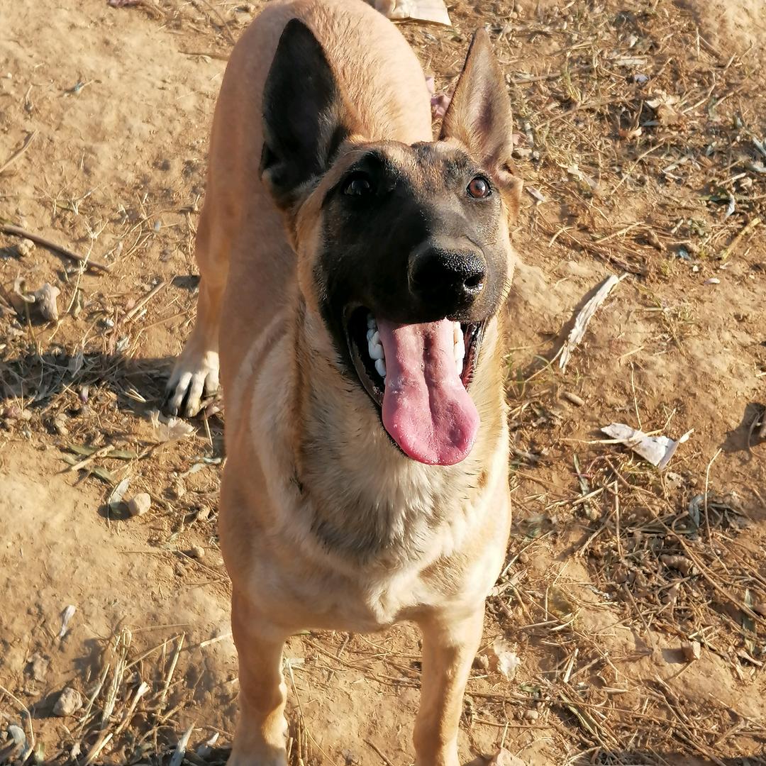 郑州高新诚信犬舍