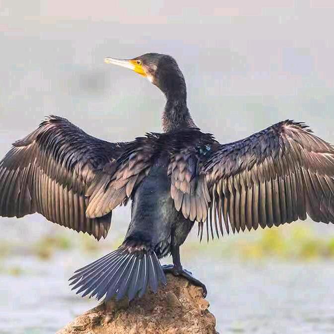 黄河汉子