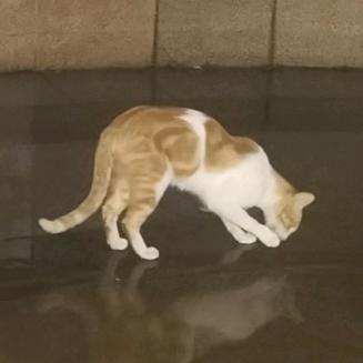 奉天承运