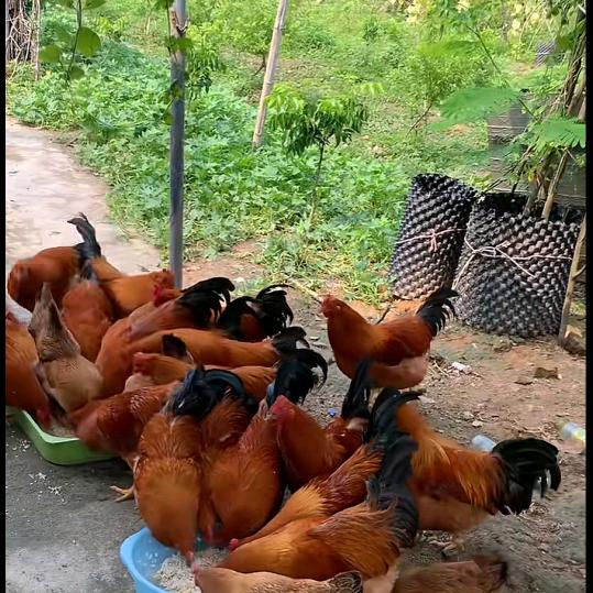 凤凰虫高产育虫，教，学