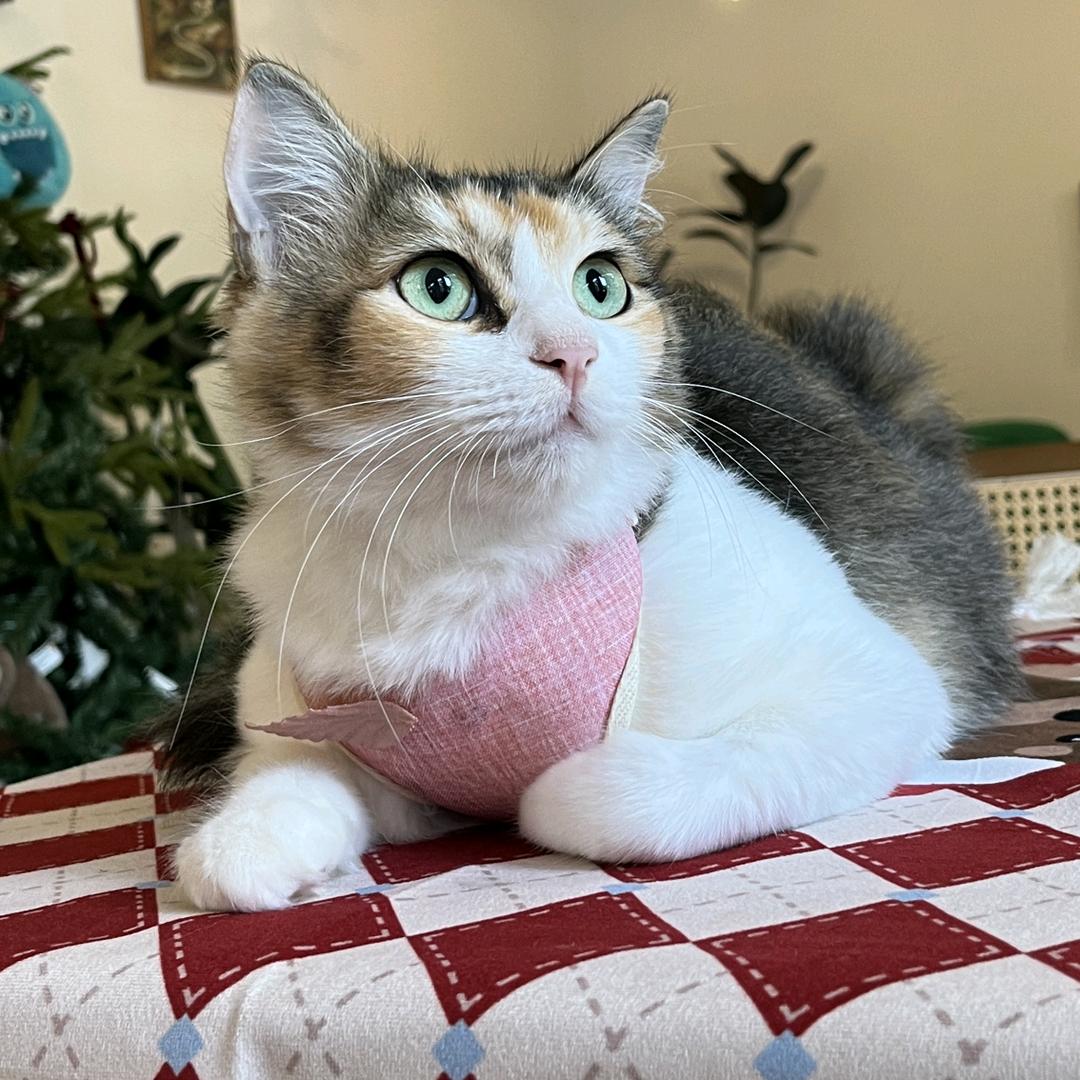 大鱼儿是只小三花