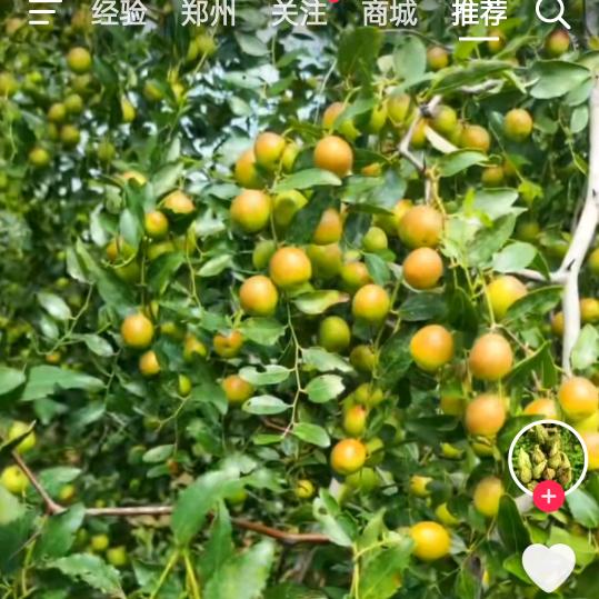 酸枣种植基地