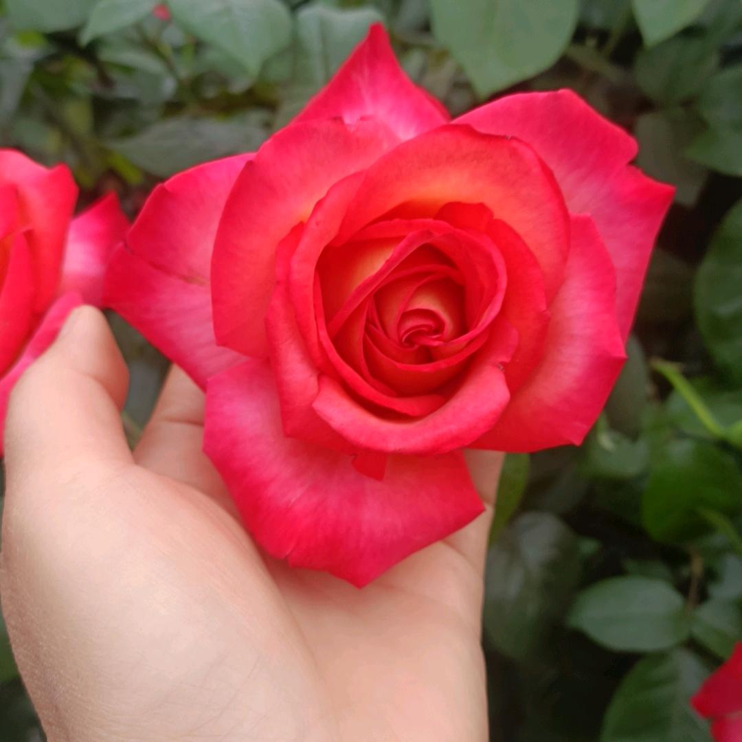 常丰丰🍎🍎🍎🍎🍎🍎