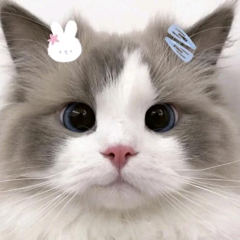 小胡