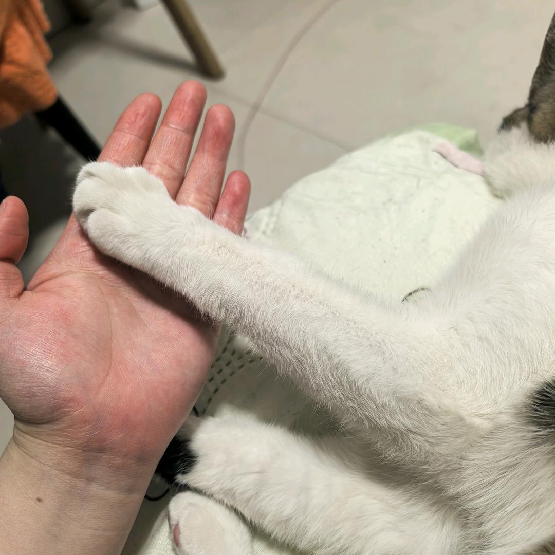 土豆和小cen的日记