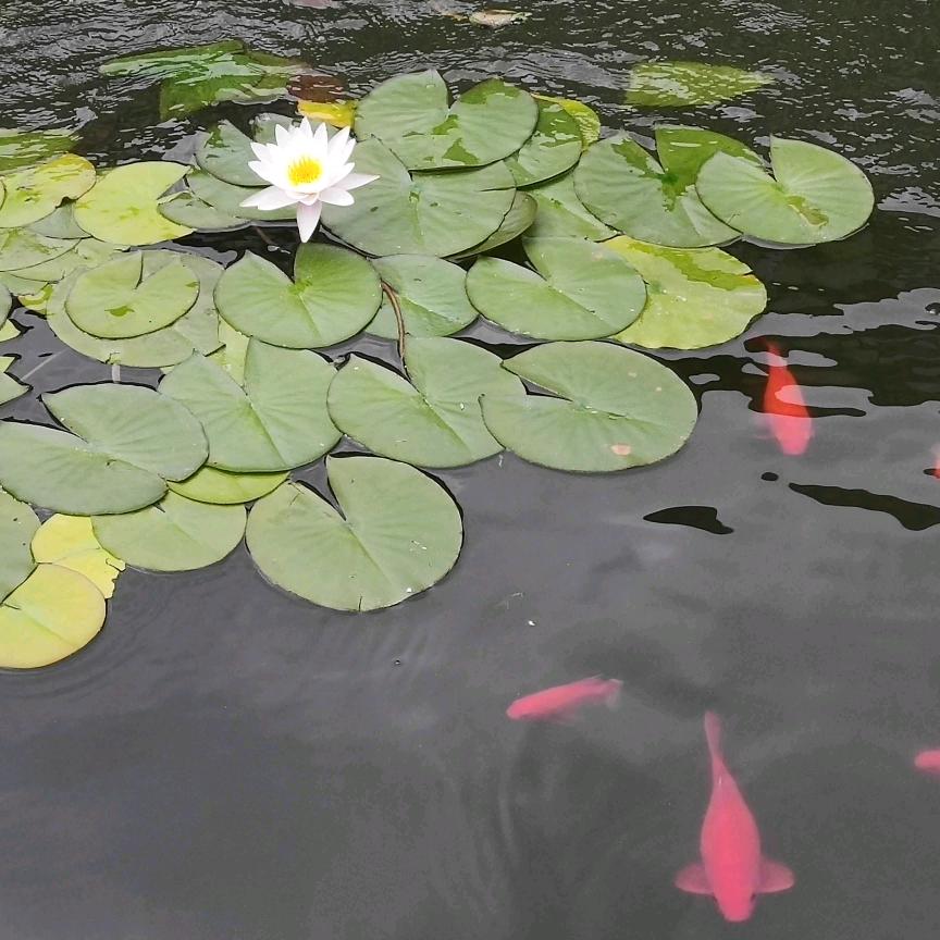 花园宝宝