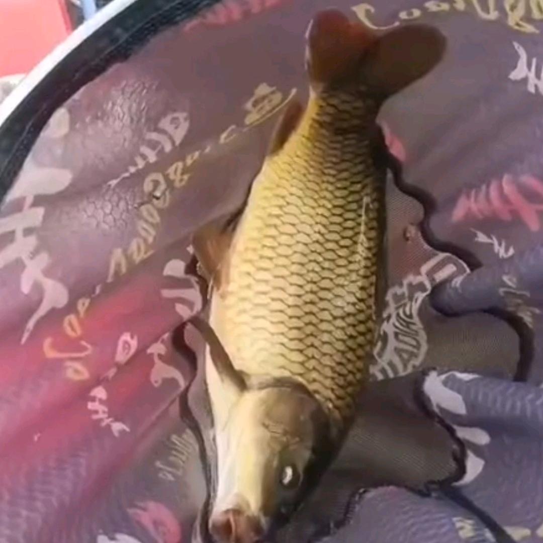 钓鱼新人