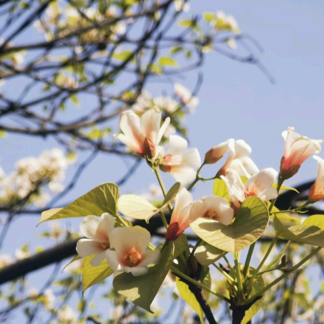 梧桐树上花开富贵