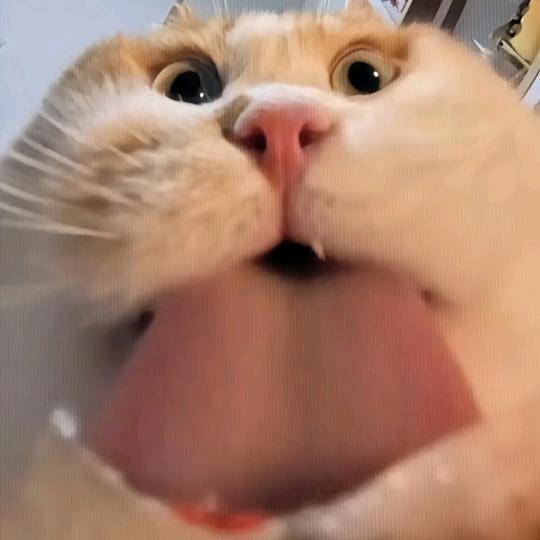 紫苏叶