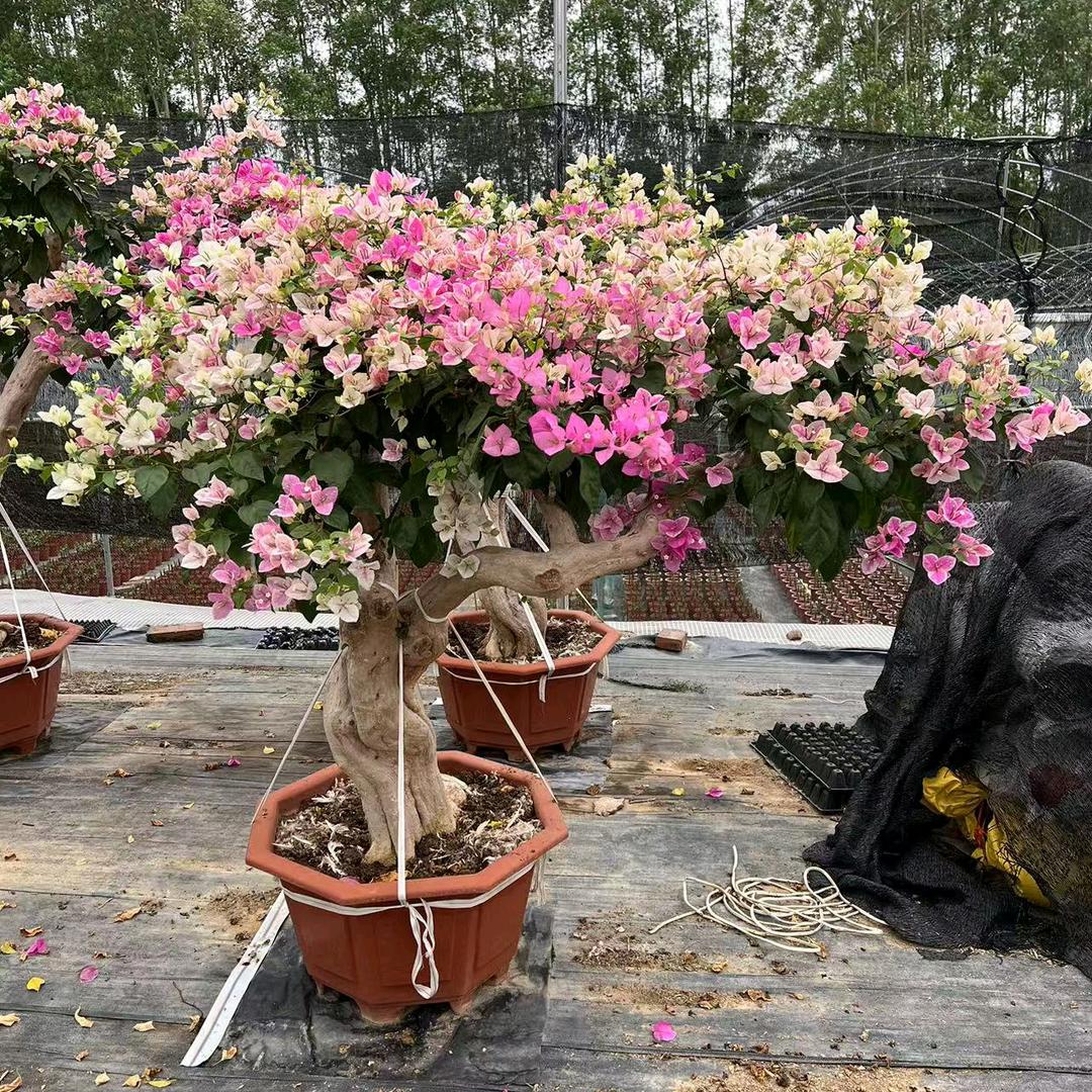 凯文园艺生活精选店