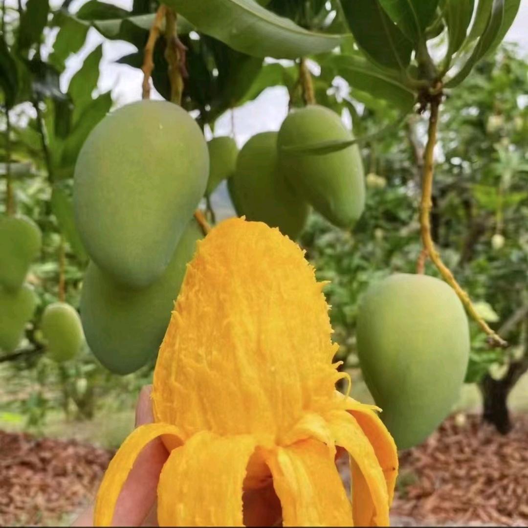 田东罗姐芒果（芒果季）