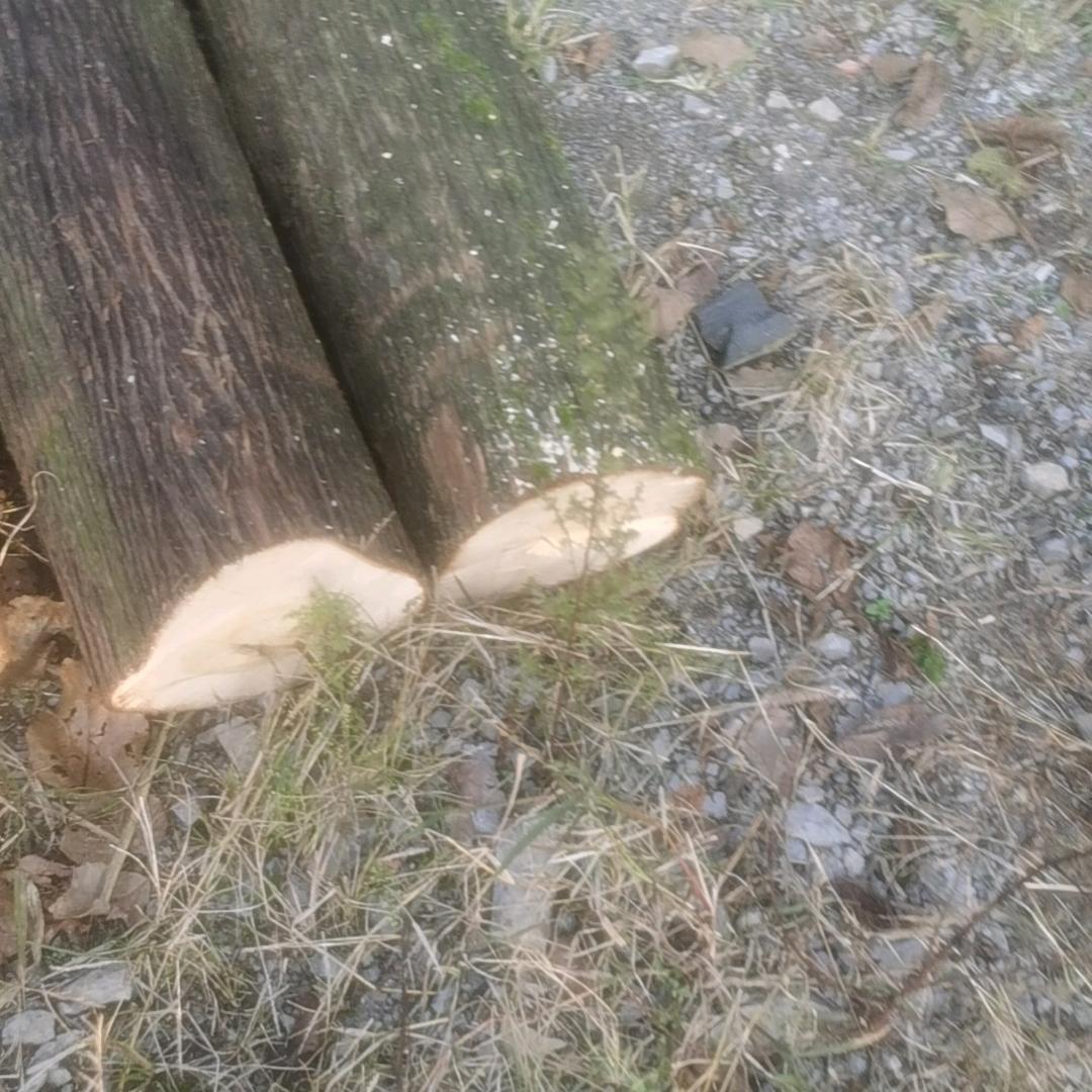 麦田里的守护者