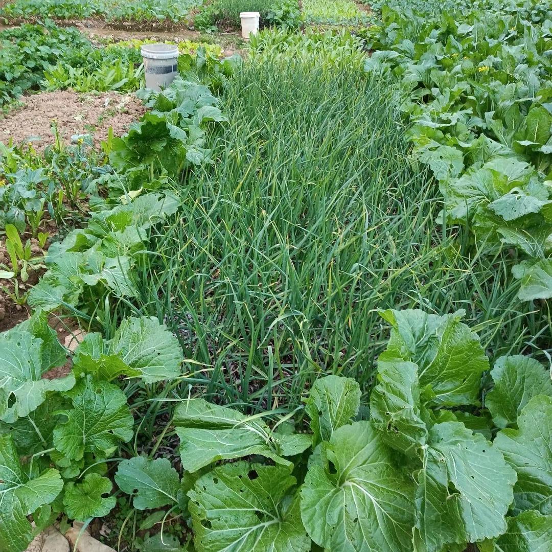 湖南啵贝儿宝挨骂师！