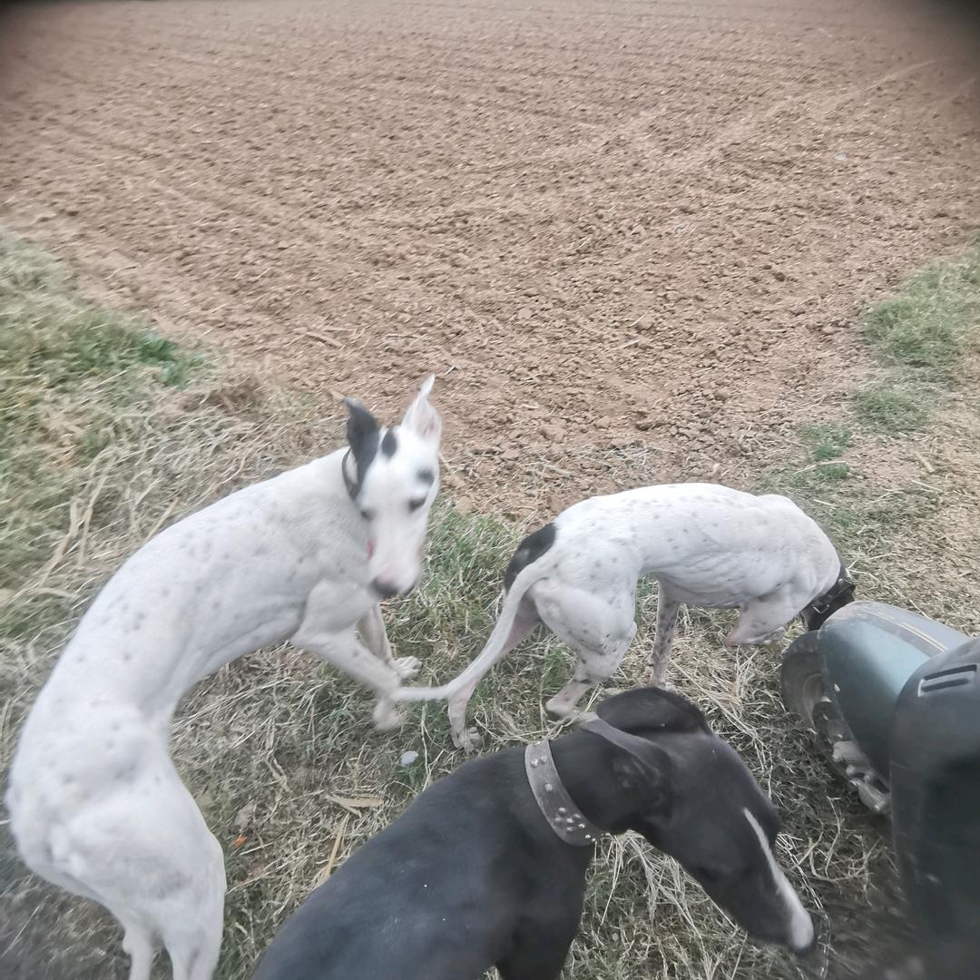 一个猎犬爱好者