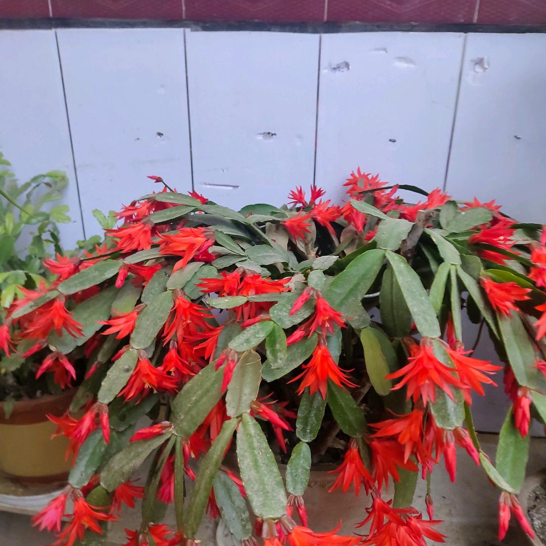 訷芈-訷嘼