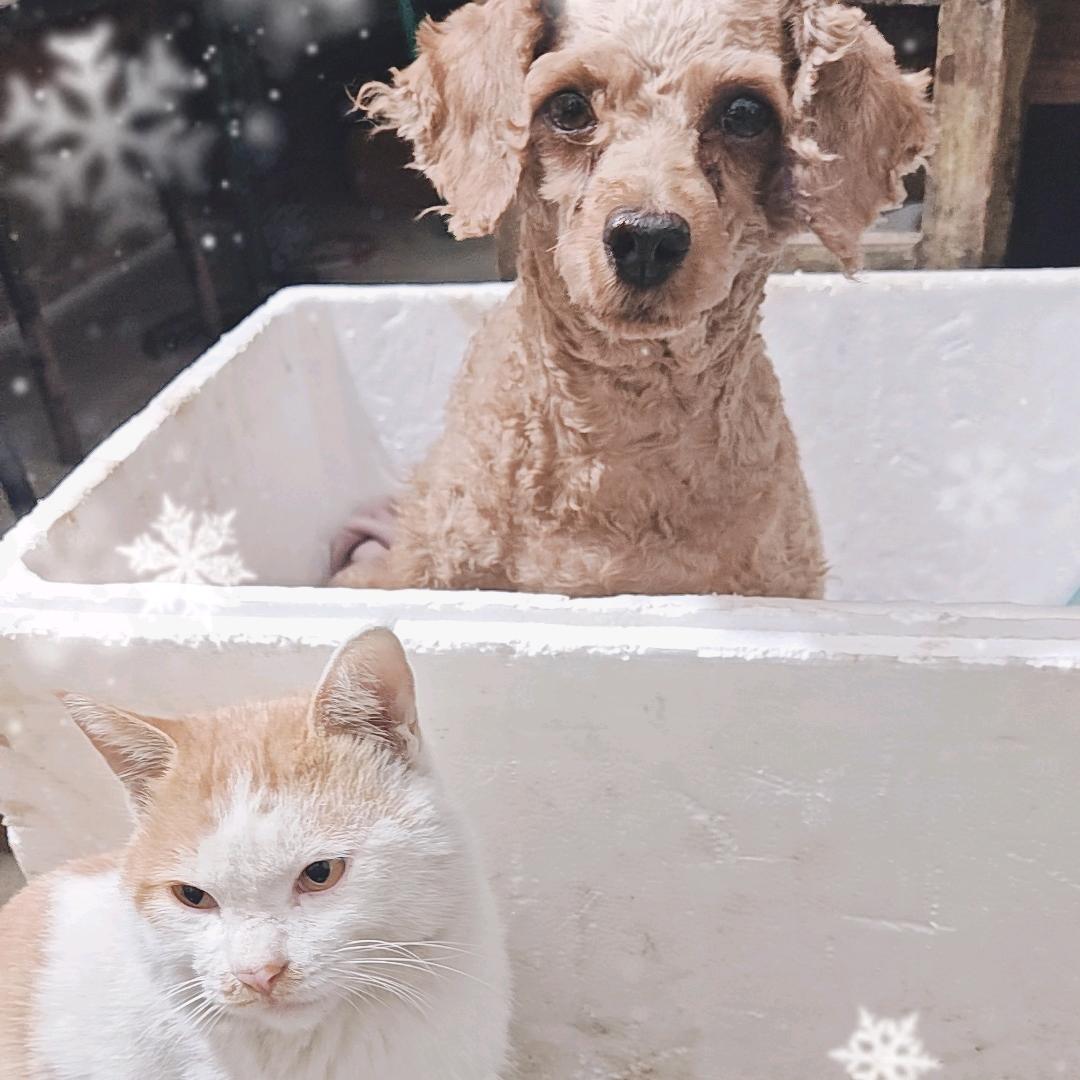 招财🐱  巴克🐕