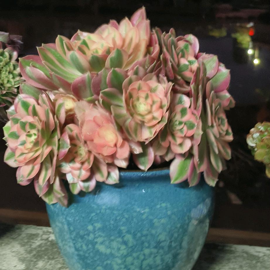 小茹生活精品