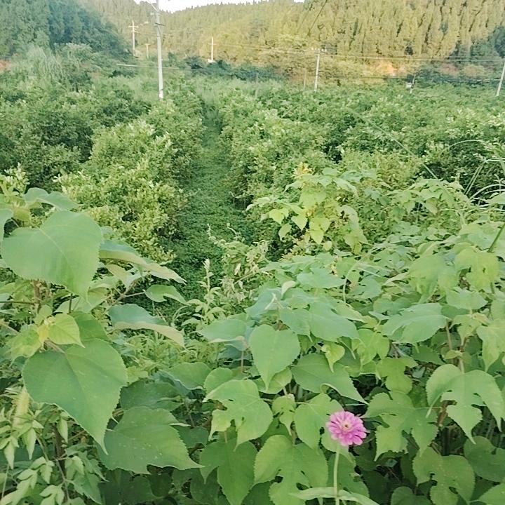 往日清零，丛新开始