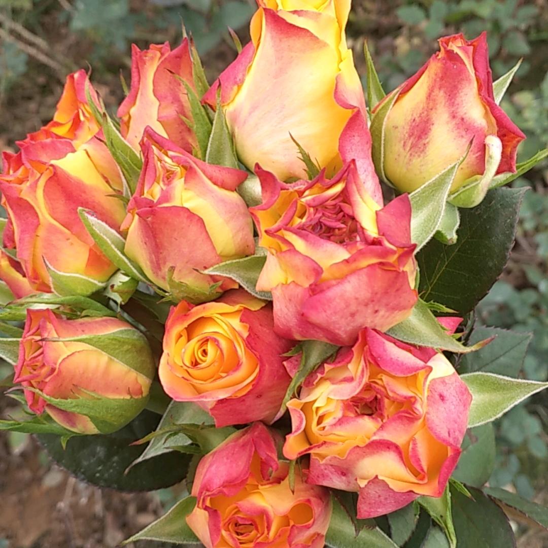 墨染琼华づ孤影殇