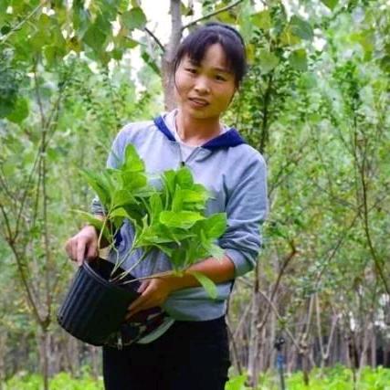 婷婷园艺橱窗