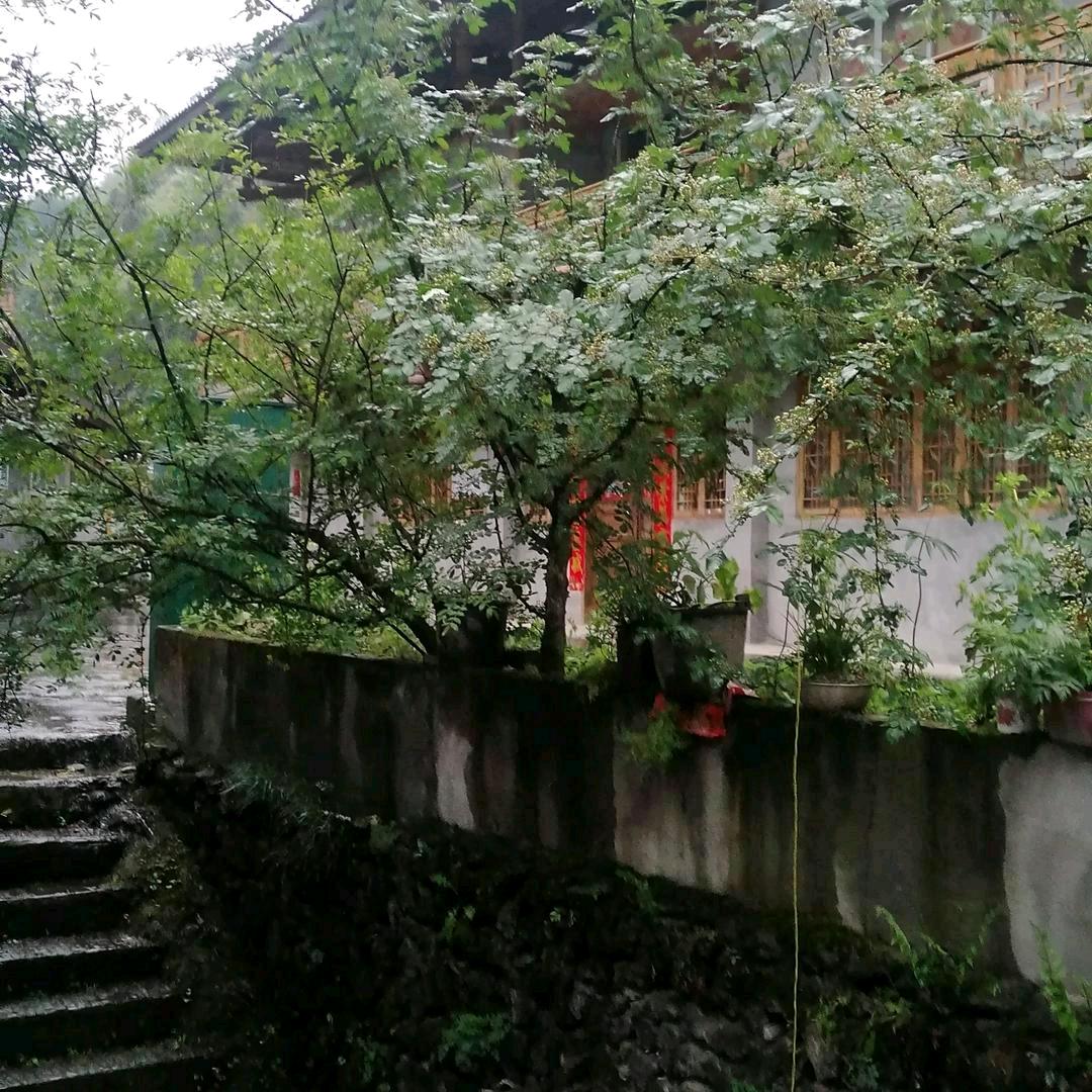 杨婆婆