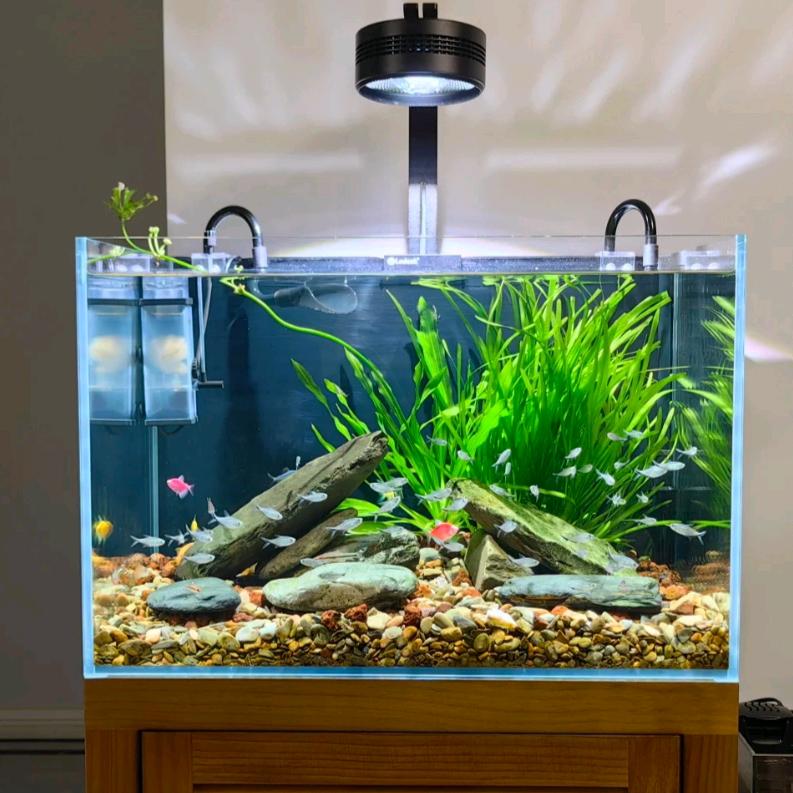小妹儿爱养鱼🐟