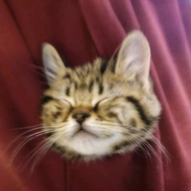 二糊