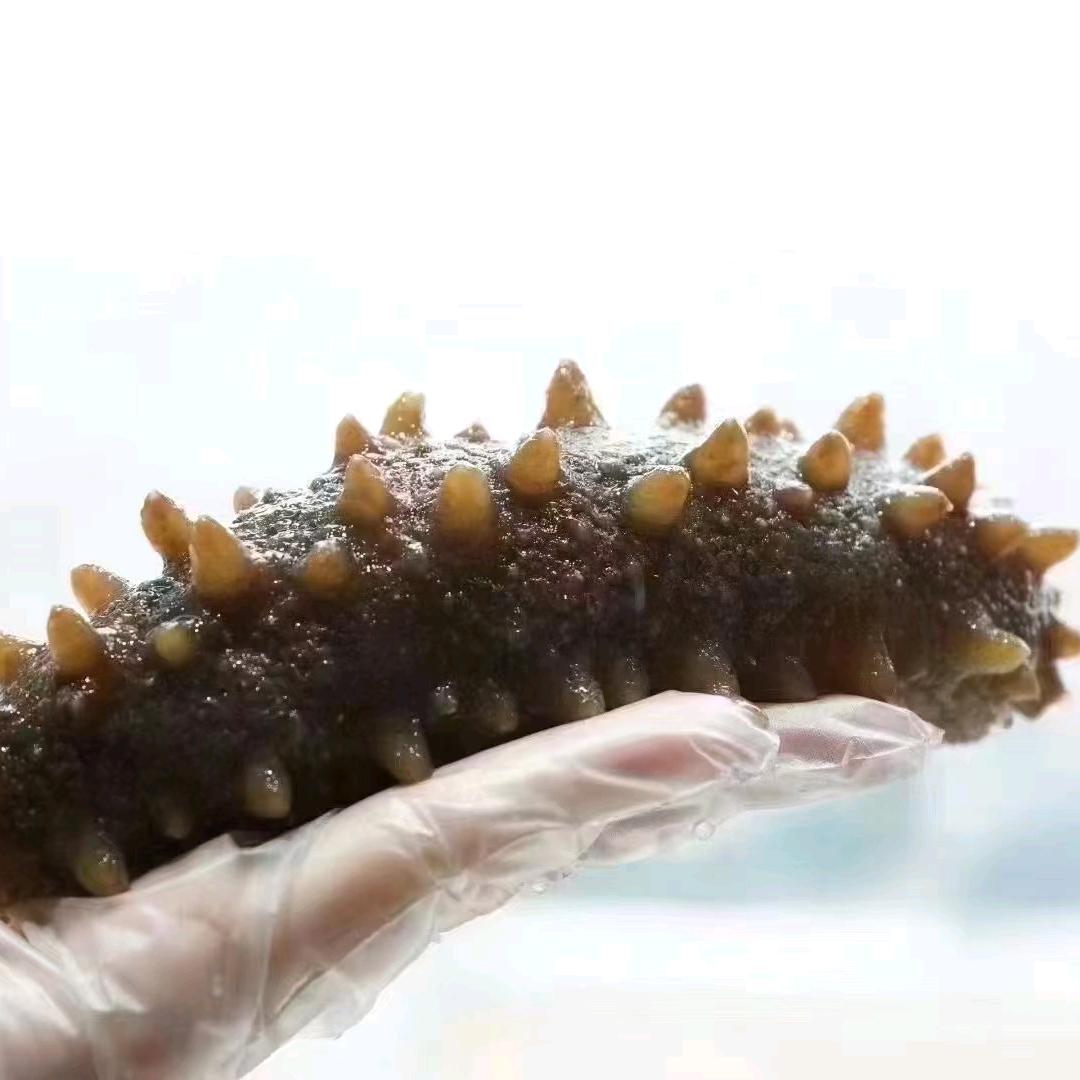 威海批发鲜食海参👑燕姐