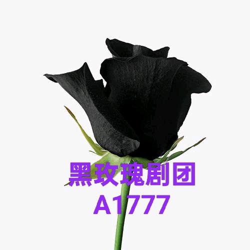 黑玫瑰剧团A1777