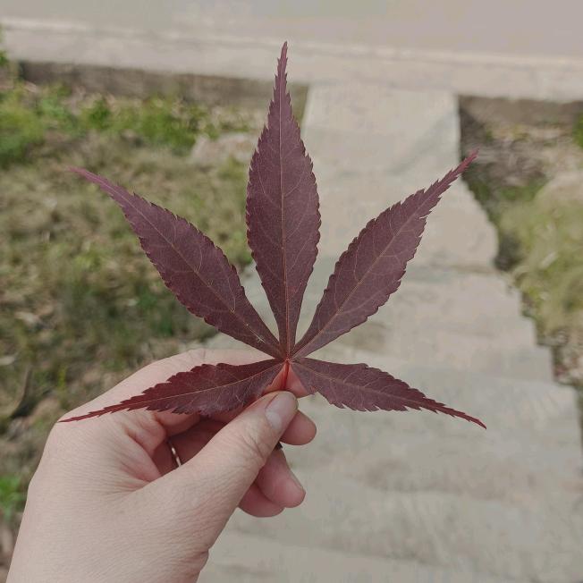 💕ᥫ᭡丫头ᥫ᭡💞